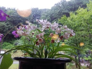 17.07.06-4.jpg