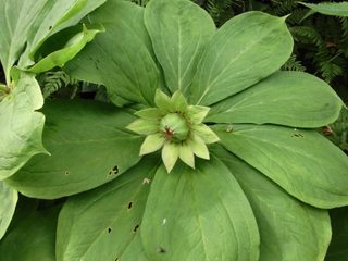 17.09.02キヌガサソウの実.jpg