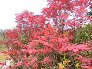 17.10.01ナナカマド.jpg