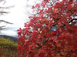 17.10.19サラサラドウダン紅葉.jpg