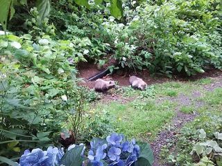 18.06.21狸.jpg