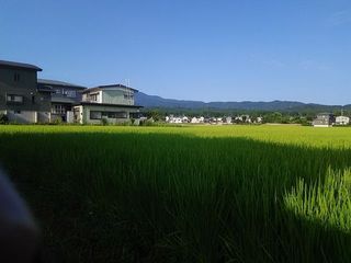 18.08.04稲作.jpg