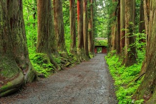 20.08.10戸隠神社参道.jpg