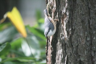 20.09.25鳥達も冬の準備コジュウカラ.jpg