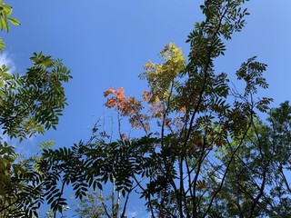 20.10.05ナナカマド.jpg
