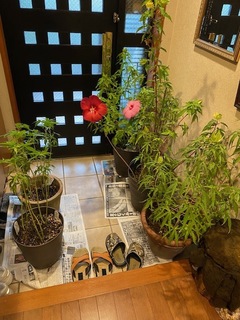 23.08.15江戸家老ー1.jpg