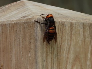 24.04.26-7.JPG