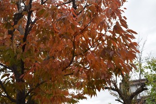 24.11.11-1.JPG