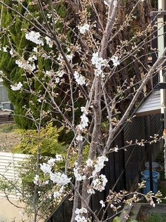 25.03.27]˂<img src="http://blog.sakura.ne.jp/images_e/e/EFA3.gif" alt="Ԍ(j" width="15" height="15" border="0" />.jpg