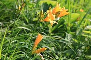 ニッコウキスゲ18.07.01.jpg