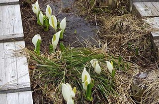 水芭蕉6.21.jpg