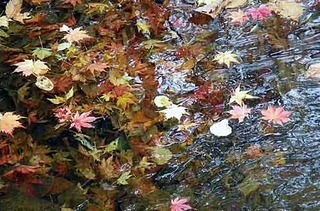 流れる紅葉.jpg