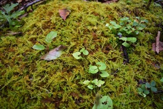 苔息吹.jpg